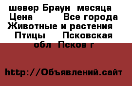 шевер Браун 2месяца › Цена ­ 200 - Все города Животные и растения » Птицы   . Псковская обл.,Псков г.